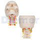 Anatomischer Schädel Mit Wirbelsäule 4-Teilig Weiss